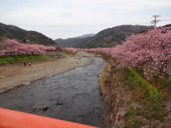 静岡県　河津桜。サムネイル