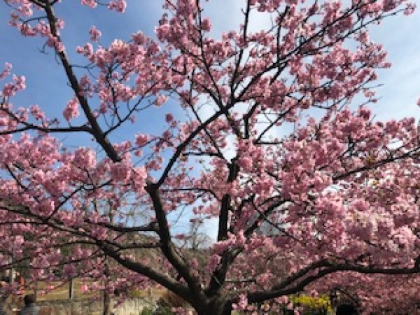 西平畑公園　まつだ桜まつり。サムネイル